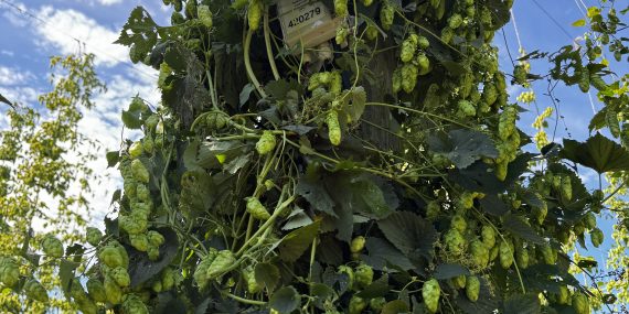 overgrown hops